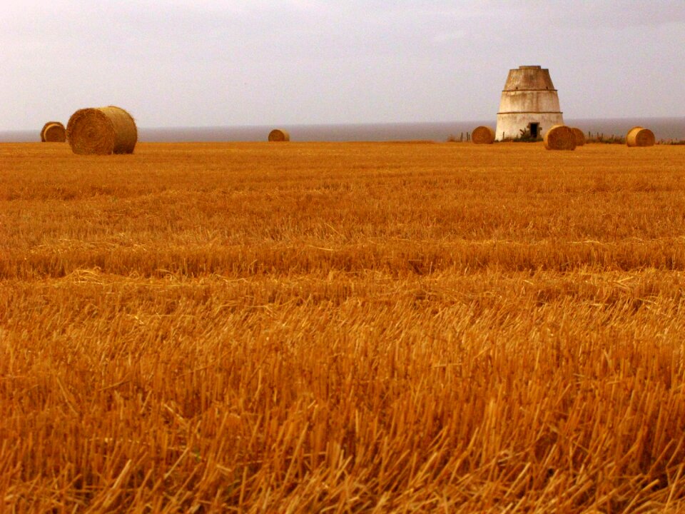 Wheat field agriculture nature