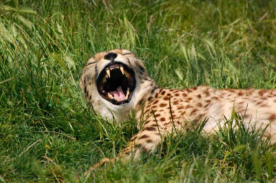 Big cat predator yawn