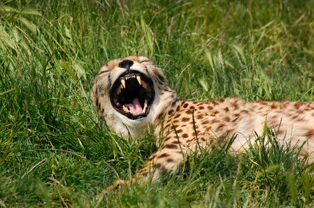 Big cat predator yawn photo