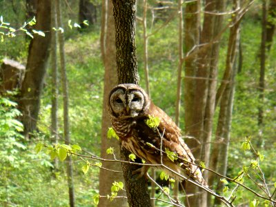 20080424-FS-Cherokee-007