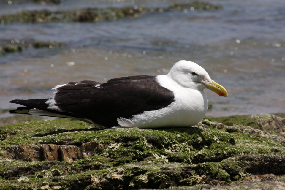 Birds seagull animals