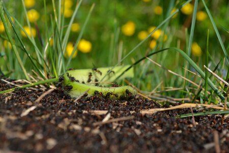Insect green macro