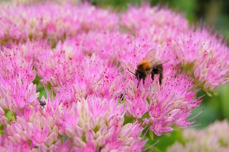Pollen insect pink bee photo