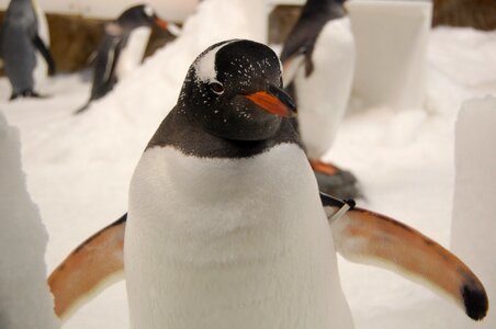 Penguin gentoo penguin aquarium photo