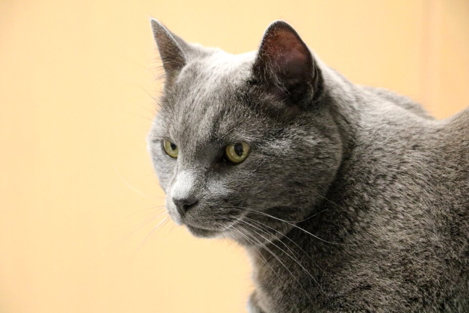 Feline domestic short hair animal pet