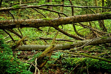 Wild forest green