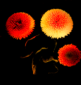 It's spring, flower