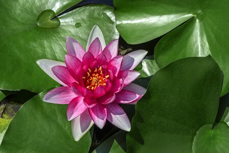 Medicinal plants green leaf