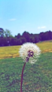 Spring summer plant