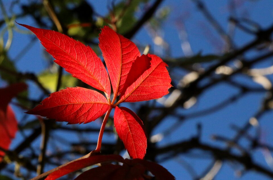 Autumn emerge leaves
