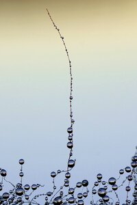 The dew wet raindrop
