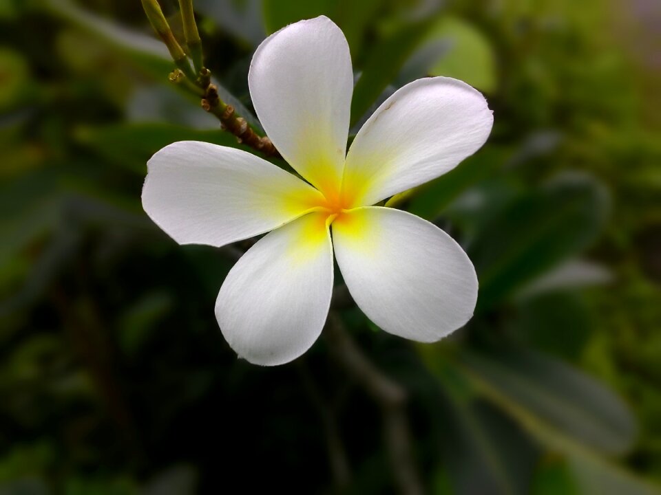 Nature plant blossom photo