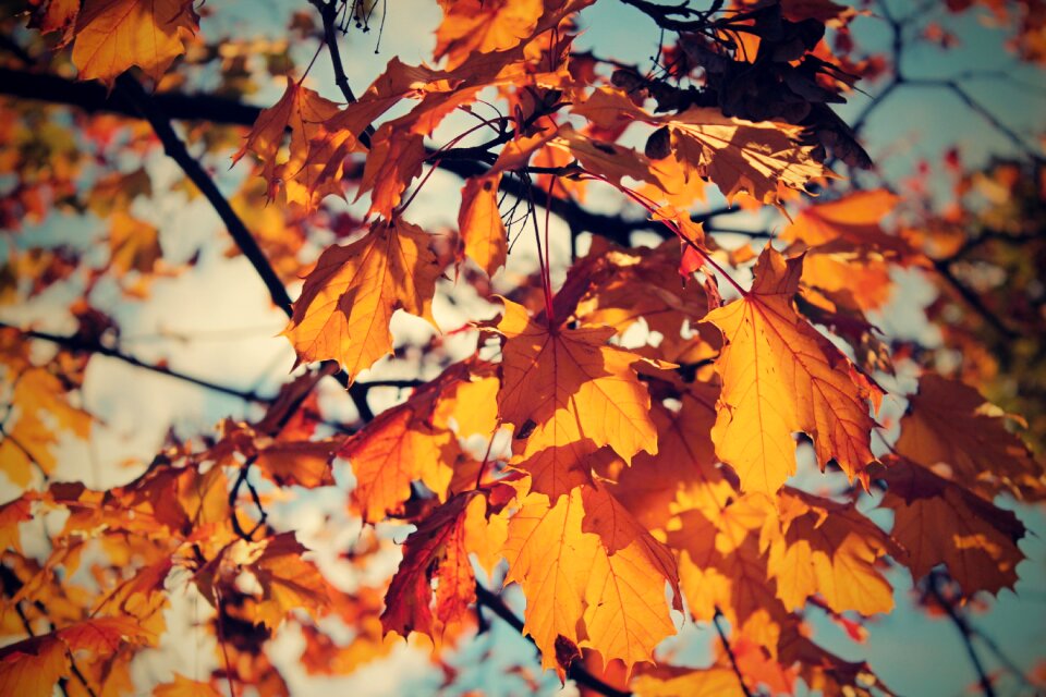 Autumn leaves yellow color