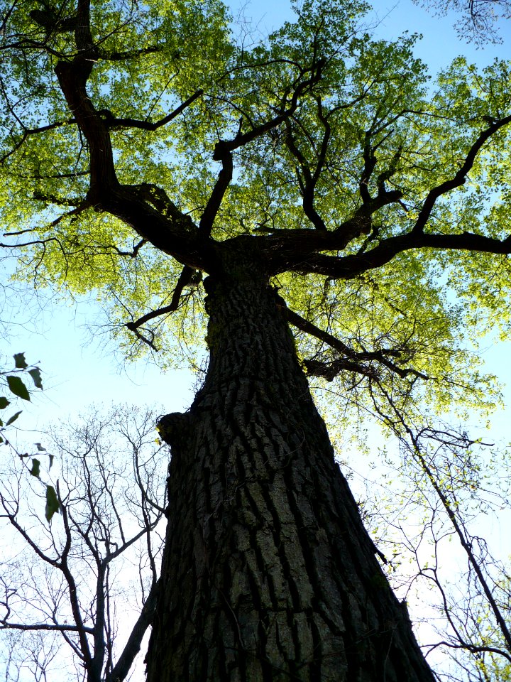P1000736