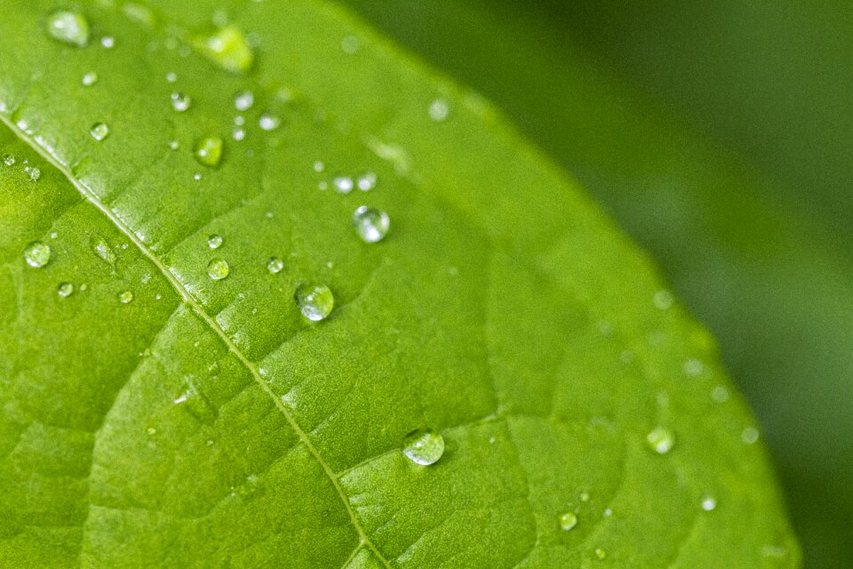 Leaf drops rain