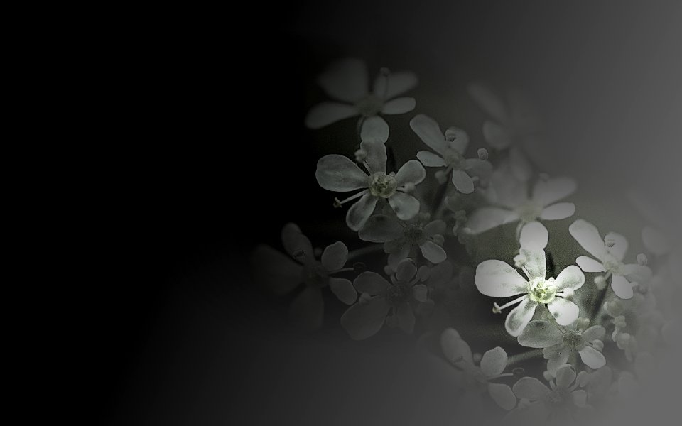 background, wallpaper, hintergrundbild (free)