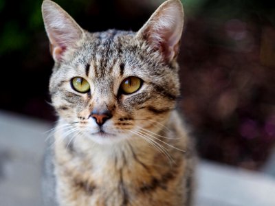 Toby the cat...