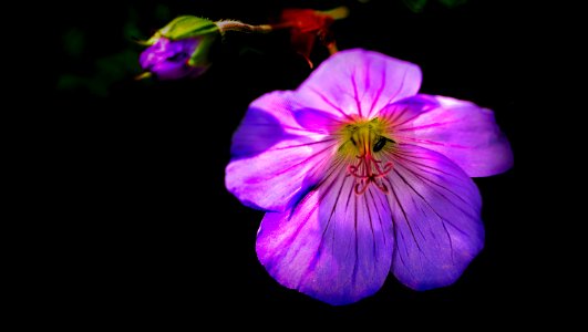 background, wallpaper, hintergrundbild (free)