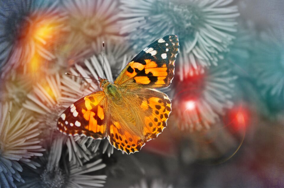 Flight insect macro wing
