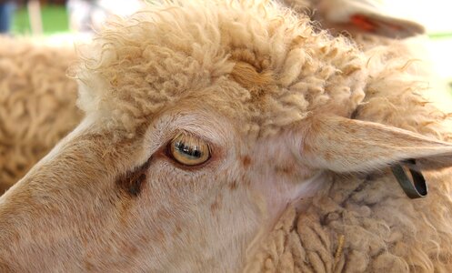 Agriculture wool ear