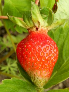 Strawberry garden spring