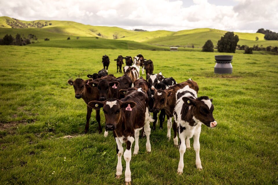 Animals grass mountain