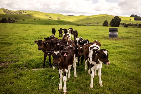 Animals grass mountain