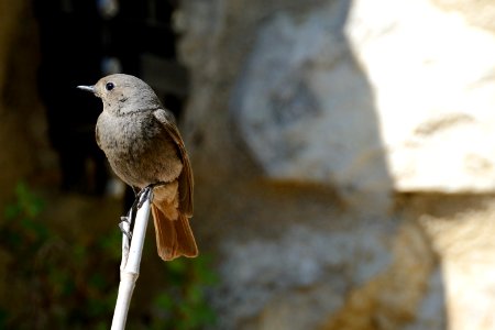 Black redstart in Mirmande / Rougequeue à Mirmande photo