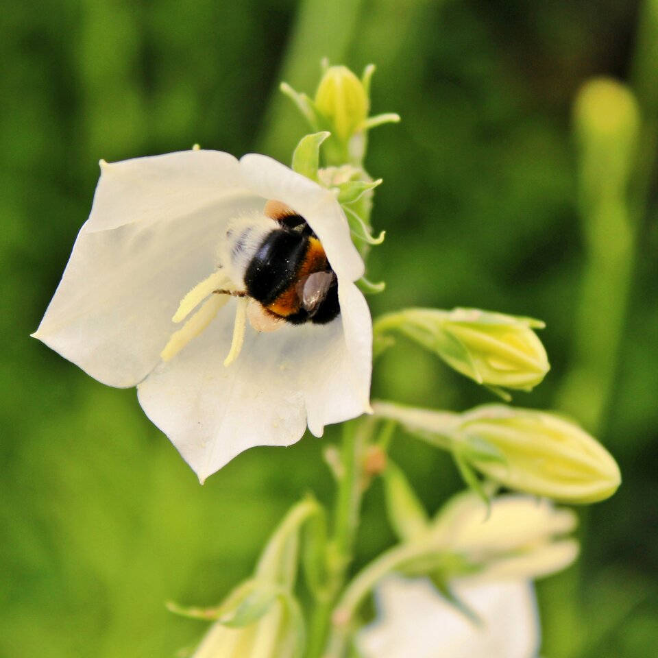 Insect nature blossom
