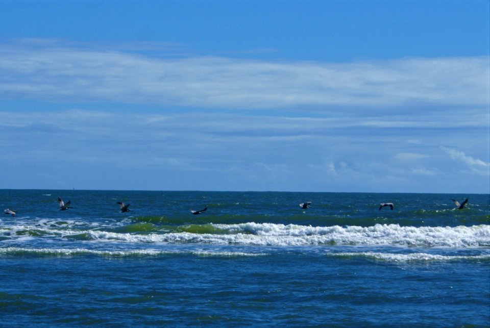20201112 pelicans