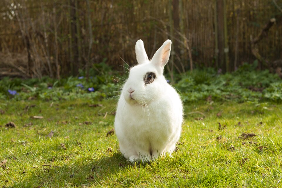 Spring garden pet
