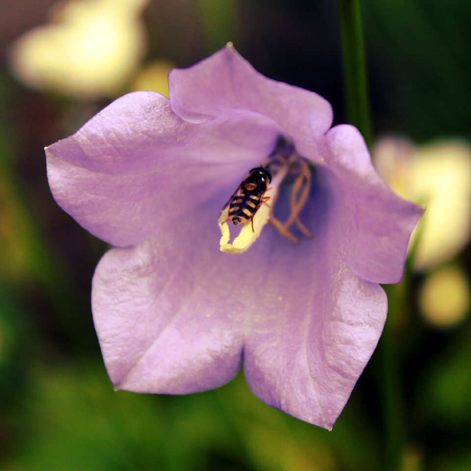 Bloom nature insect