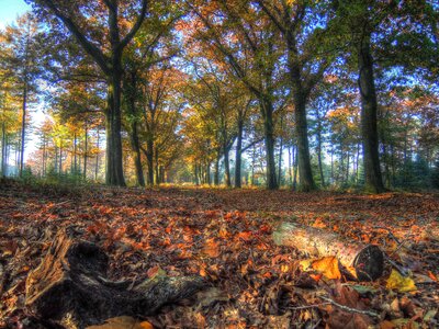 Autumn forest leaves photo