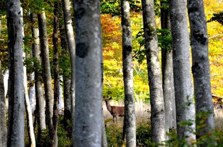 Automne