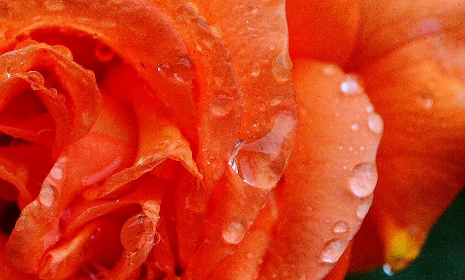 Rose bloom nature color