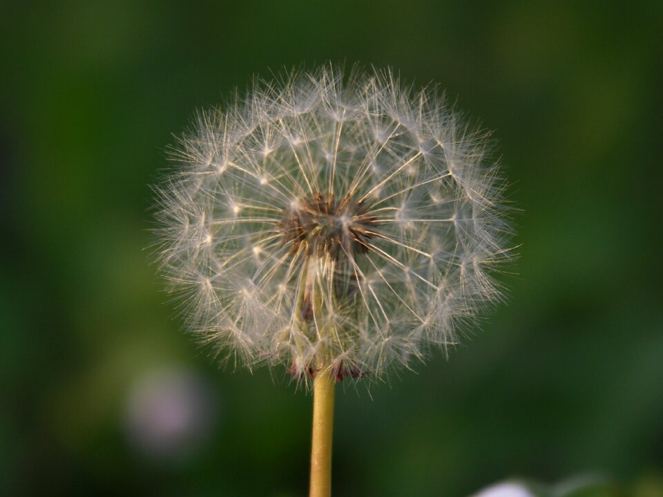 Seeds flower nature