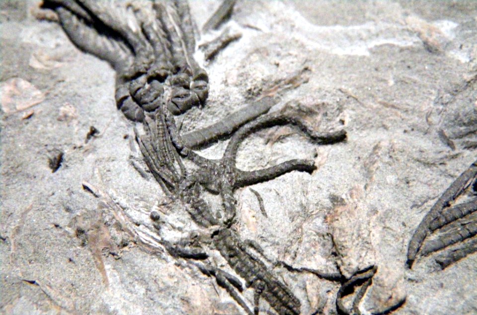 Balanocrinus gracilis and Palaeocoma milleri?