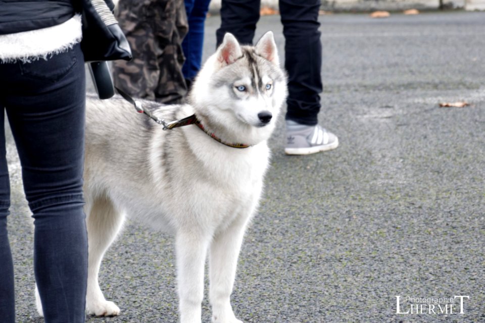 20170108-N02 Husky 0176