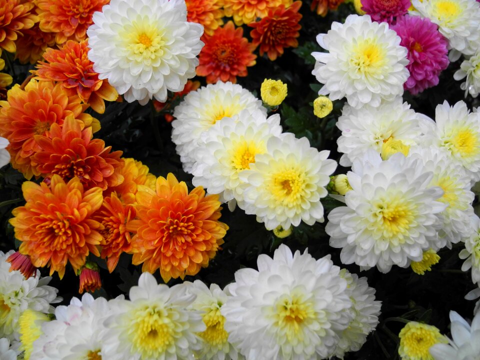 Orange spring chryzanthemum