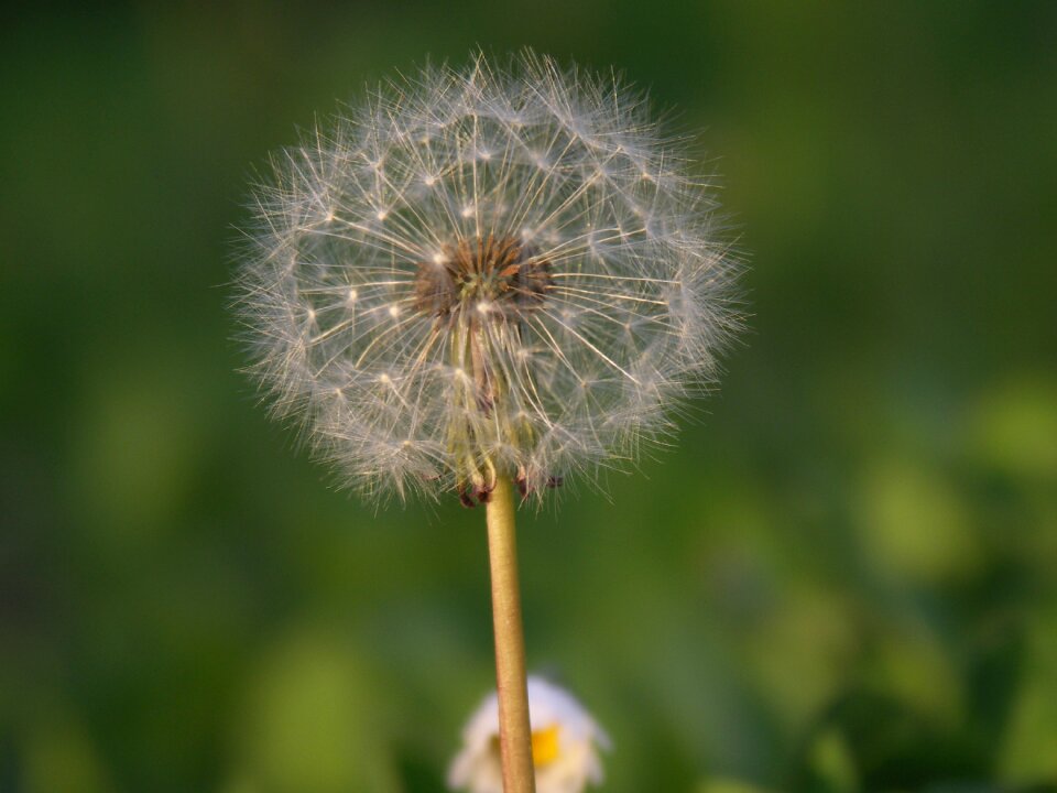 Plant meadow close up