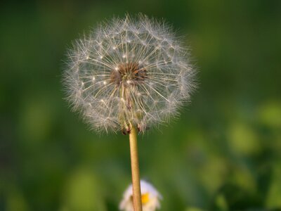 Plant meadow close up