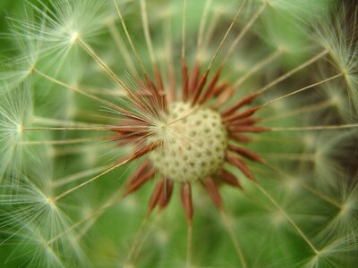 Bloom macro botanical