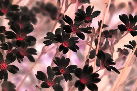Decorative botany filigree pink