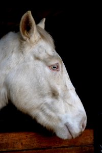 Cheval aux yeux bleus