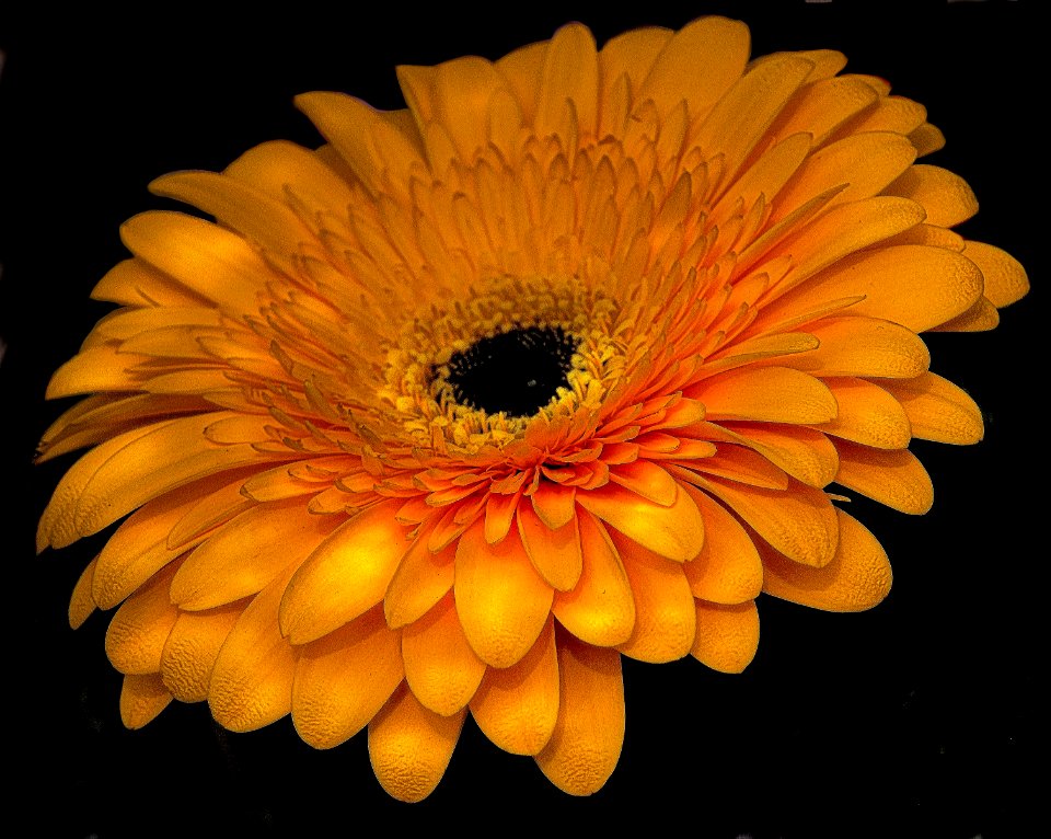 Flower,Gerbera
