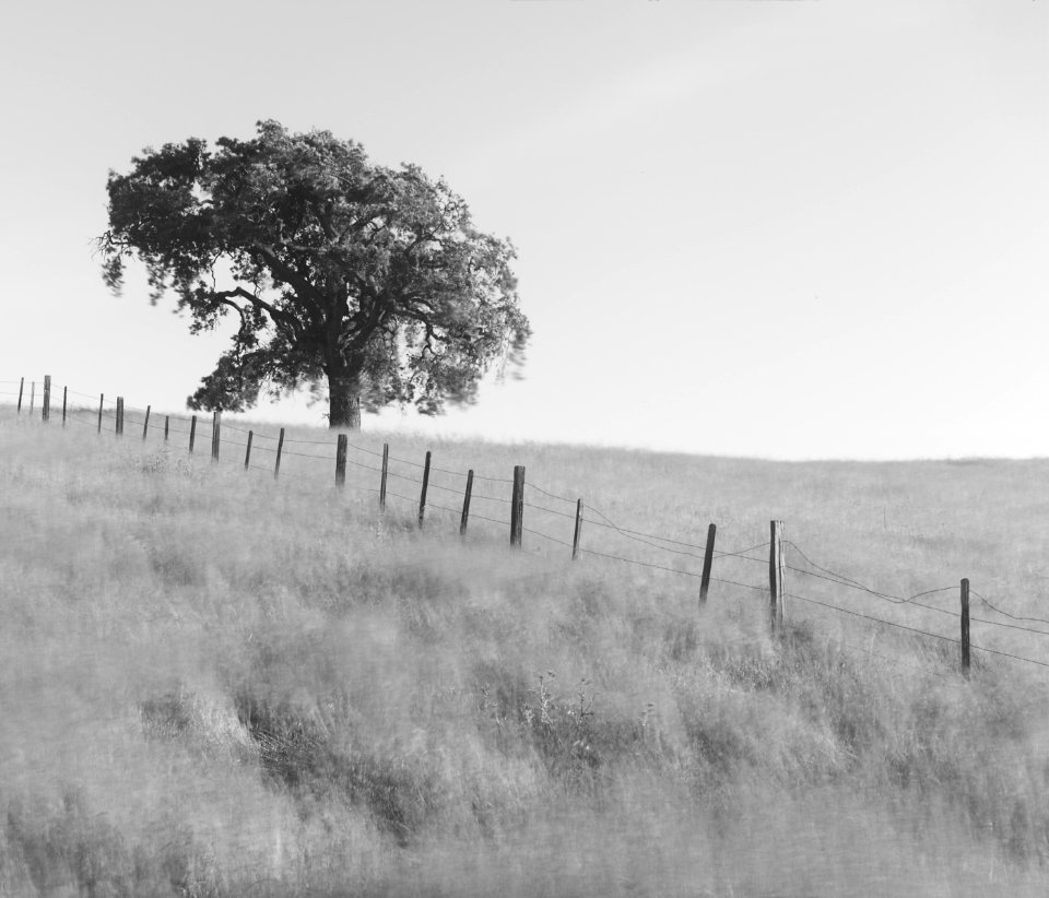 200428-Morgan-Hill-Tree-002124-SEQU-120x4Edit6