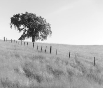 200428-Morgan-Hill-Tree-002124-SEQU-120x4Edit6