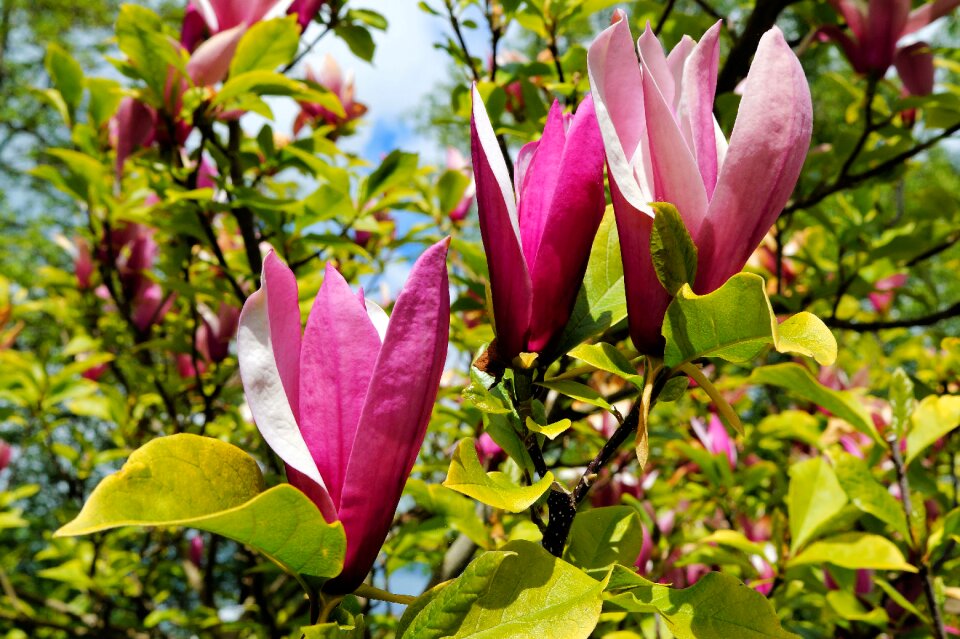African tulpenbaum bignoniaceae plants tree