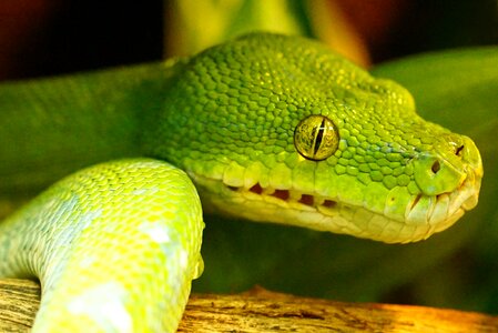 Snake non toxic snakehead
