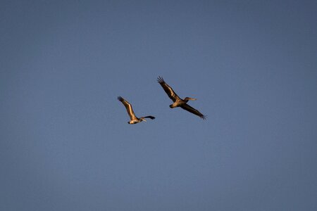 Wings flight air